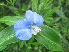 Commelina tuberosa