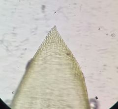 Rhynchostegium murale