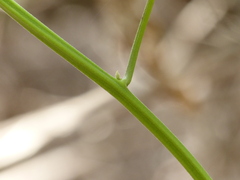 Ipomoea campanulata