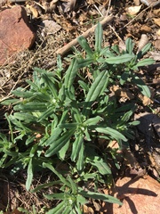 Buglossoides arvensis