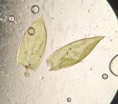 Rhynchostegium murale