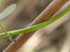 Ipomoea campanulata