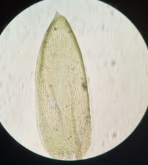 Rhynchostegium murale