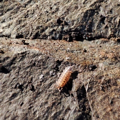 Porcellionides cingendus