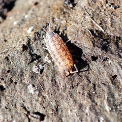 Porcellionides cingendus