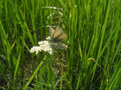 Lycaena alciphron