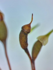 Rhynchostegium murale