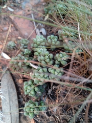 Anacampseros subnuda