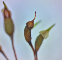 Rhynchostegium murale