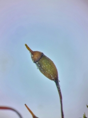 Rhynchostegium murale