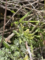Eriophyllum confertiflorum