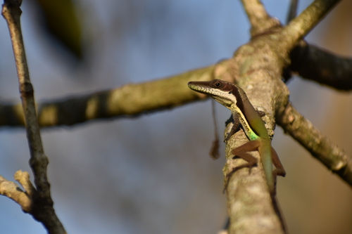 Henderson's Anole, Anolis hendersoni