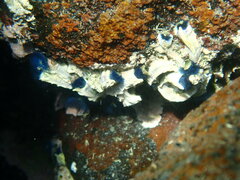 Spirobranchus cariniferus