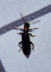 Cymatodera bicolor
