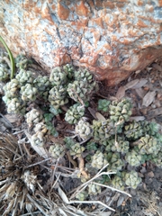 Anacampseros subnuda