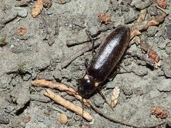 Phanophorus perspicax