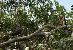 Buteogallus anthracinus subtilis