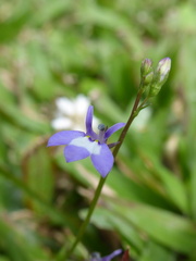 Lobelia feayana