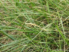 Brachypodium phoenicoides