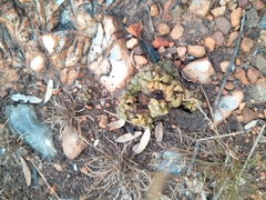 Anacampseros subnuda