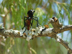 Archilestris magnificus