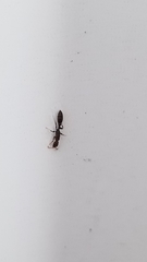 Pseudomyrmex oculatus
