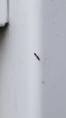 Pseudomyrmex oculatus