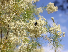 Cassinia laevis