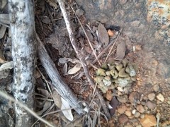 Anacampseros subnuda