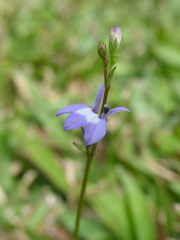 Lobelia feayana