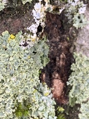 Physcia millegrana