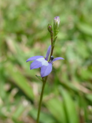 Lobelia feayana