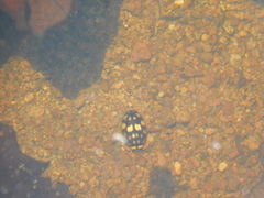 Thermonectus marmoratus