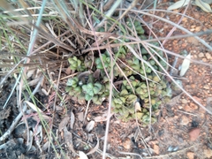 Anacampseros subnuda