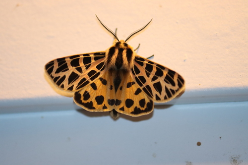 iNaturalist observation photo of Ornate Tiger Moth