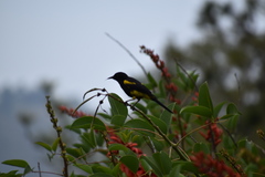 Icterus dominicensis