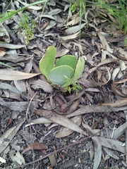 Kalanchoe thyrsiflora