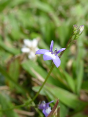 Lobelia feayana