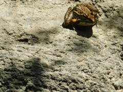 Lithobates berlandieri