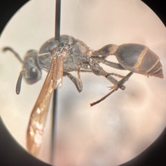 Polybia plebeja