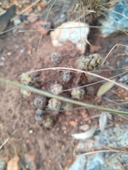 Anacampseros subnuda