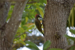 Melanerpes striatus