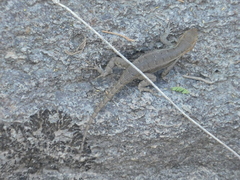 Sceloporus variabilis