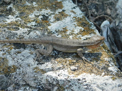 Sceloporus variabilis