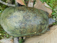 Kinosternon integrum