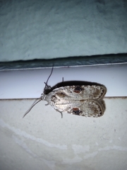 Agonopterix