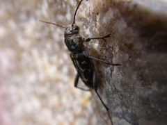 Xylotrechus