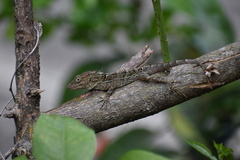 Anolis