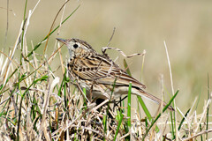 Anthus correndera