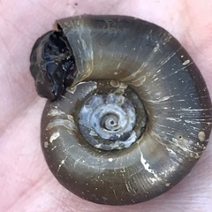 Planorbella trivolvis